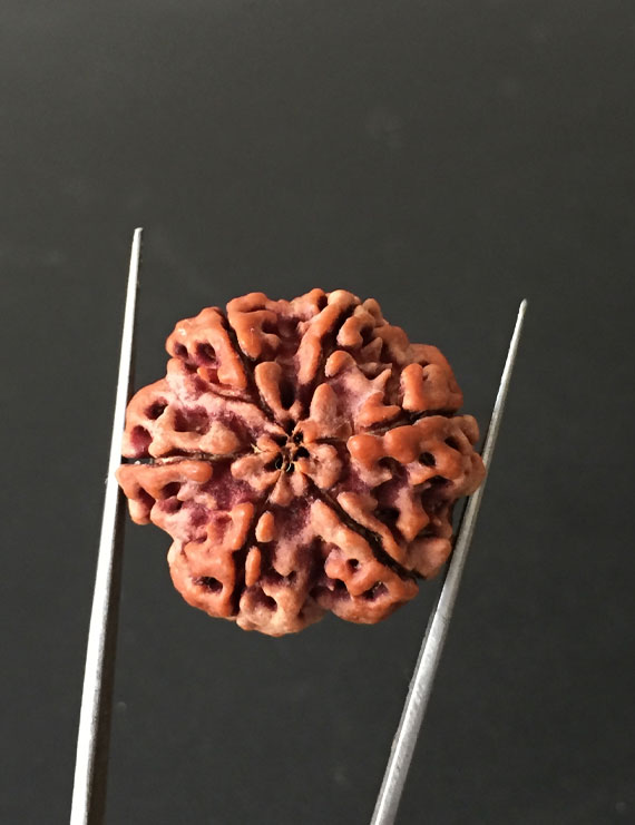 6 Mukhi Nepali Certified Rudraksha Size- 26.30 mm